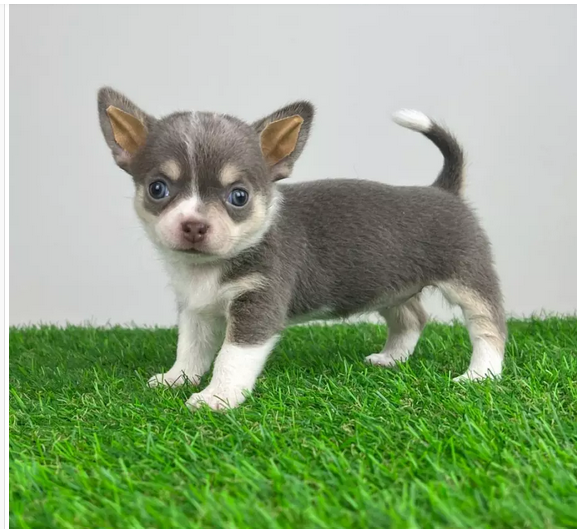 Filhotes de chihuahua para adoção