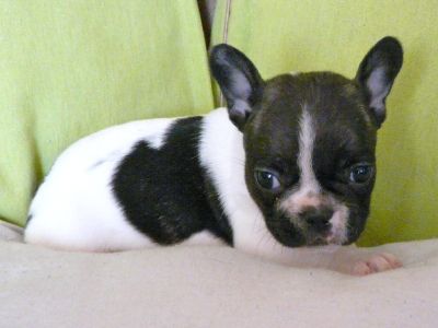 Dom buldogue francês-vermifugados vacinados com perdigree