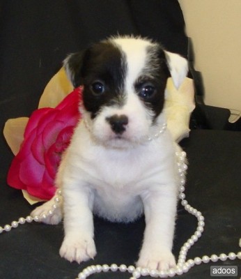 Jack Russel Terrier filhotes disponÃ­veis