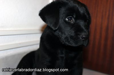 Retriever Labrador, Macho (Videos e Fotos)