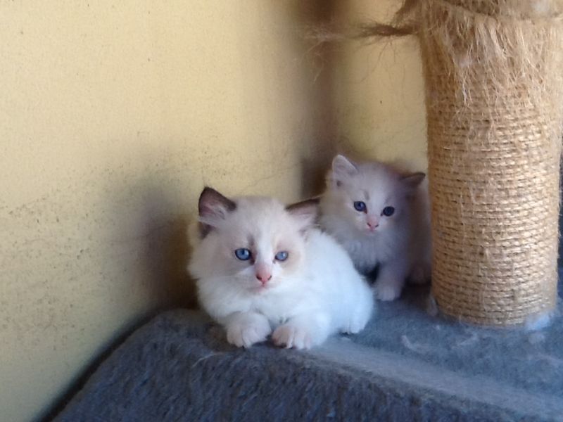 Gatinhos ragdoll