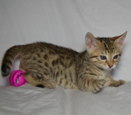 Savannah, Serval, Caracal, savanas e gatinhos Ocelot para venda.