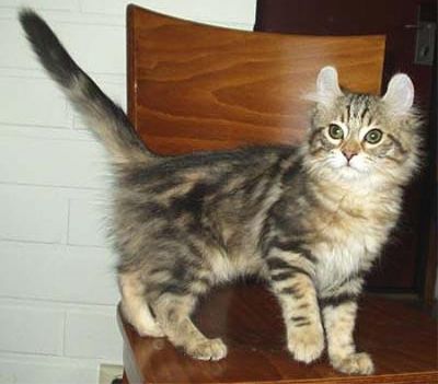 Gatinhos American Curl masculino e feminino Eles são bem treinados, em todos os seus tiros, acaba de