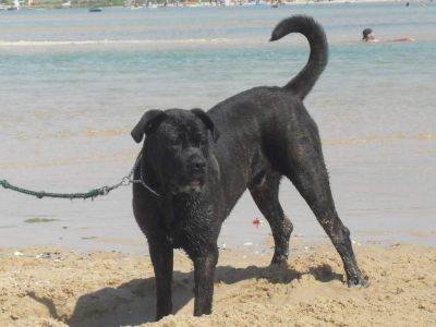 Cane Corso M/F