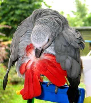 Africano cinzento papagaios e araras para venda.