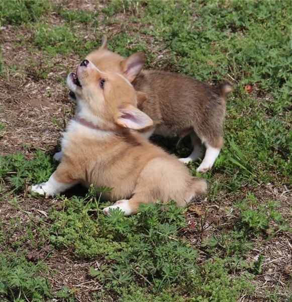 Filhotes de Pembroke Welsh Corgi