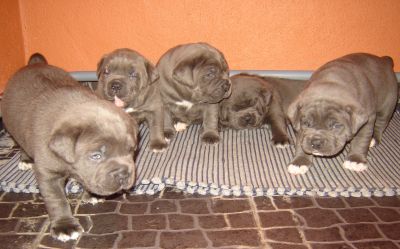 Casal do Libro - Cane Corso Italiano