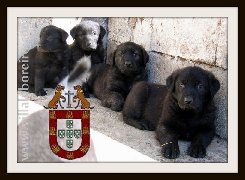 Cachorros Castro Laboreiro de Qualidade Superior (Linhas Tradicionais de Trabalho e Companhia))