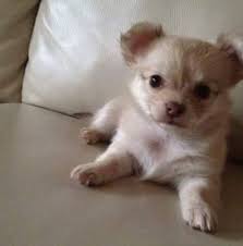 Filhotes de chihuahua