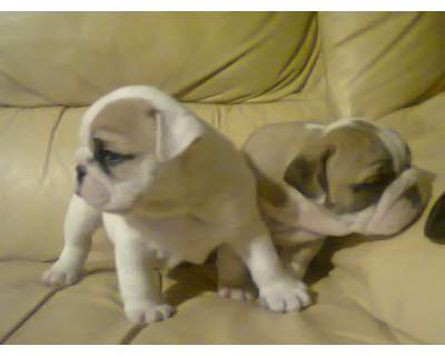 Inglês bulldogs cachorros pronto para ir para adoção.