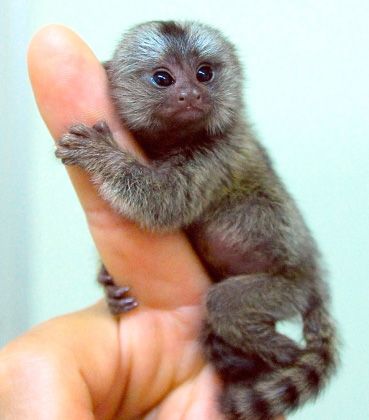 ,Domesticado macacos e chimpanzés para venda