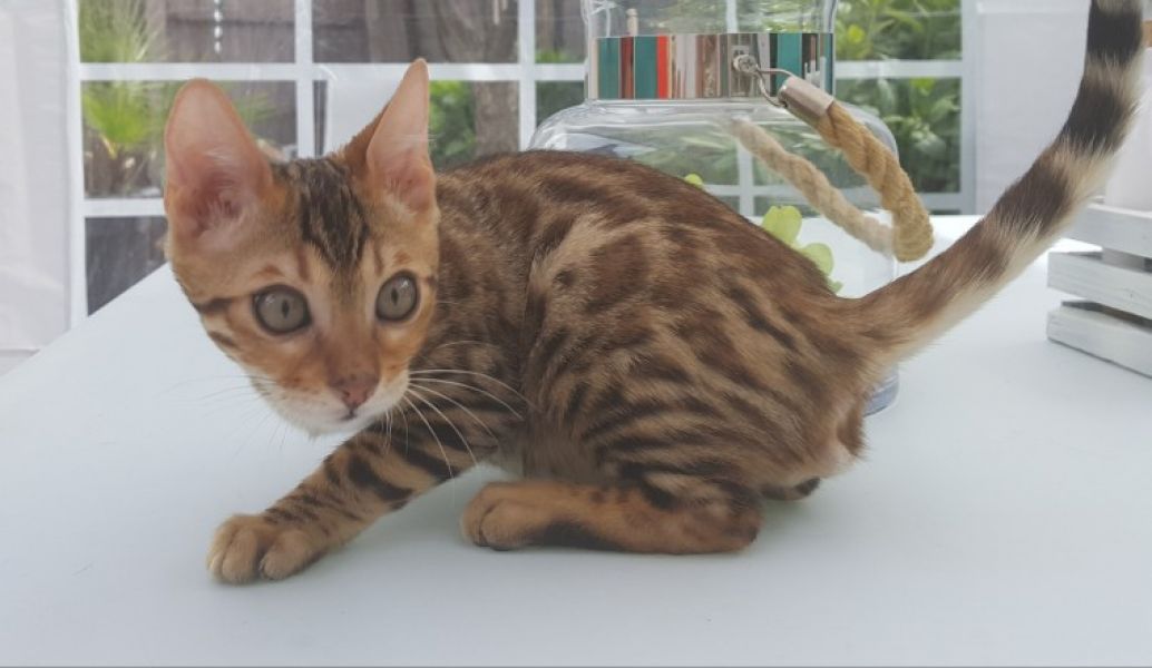 Adorável Bengal Gatos para adoção
