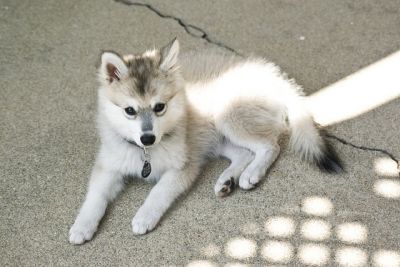 Muito saudável, com uma bela cor cinza Alaskan Klee Kai