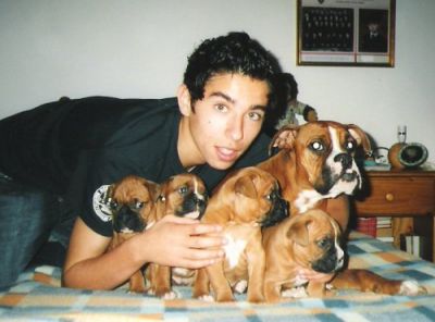 Adoráveis ​​filhotes de cachorro boxer