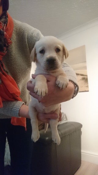 Golden Retriever masculino e feminino