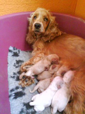 COCKERS SPANIEL INGLÊS