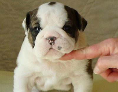 filhotes bulldog inglês de quatro deles para a adopção, garantia de saúde, tiros atualizados, as vac