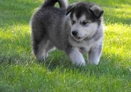 Vendo filhotes de Malamute do Alasca Blue Eyes