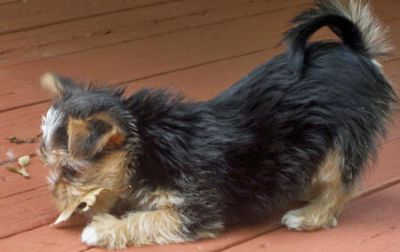 adoptáveis ​​masculino e feminino inglês bulldog cachorros.