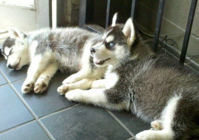 macho e fêmea filhotes husky siberiano