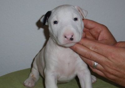 Filhotes de cachorro bull terrier dom para ex-misa...