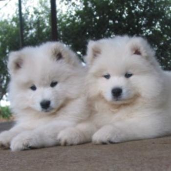 Presente dois filhotes Samoyed...