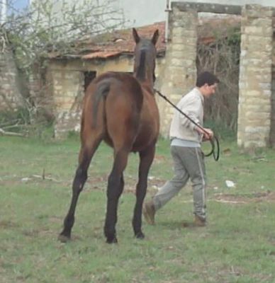 cavalo: negoceio futuro garanhão (Landgraf/Capitol/ Libero H/ Calypso) com roulote/atrelado 