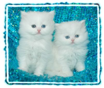 masculino e feminino gatinhos persa