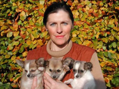 Chihuahua valpar för antagande