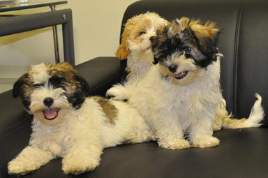 filhotes havaneser para novas casas.