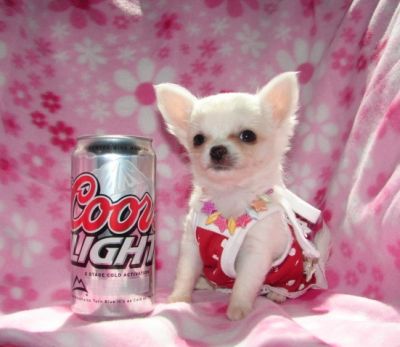 Chihuahua cachorros para adoção.