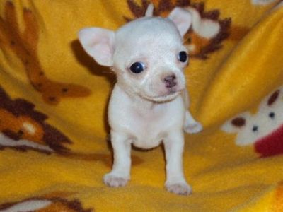 Chihuahua cachorro