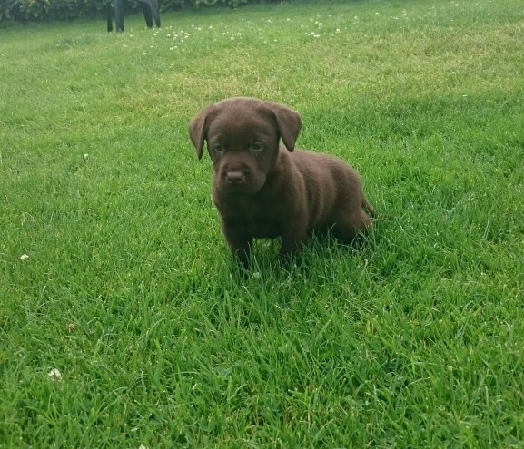 Los cachorros de Labrador de oro!