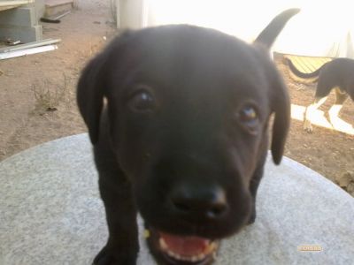 Dou cadela arraçada de labrador