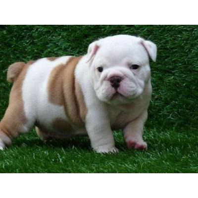FILHOTES BULLDOG INGLÊS
