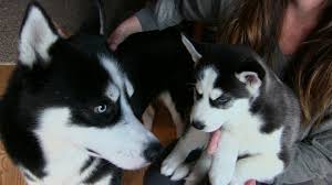 Estamos à procura de uma casa amorosa para os nossos cachorros sebirian husky, lola & nana. Ambos os