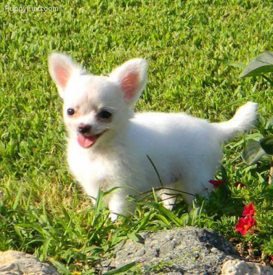 Casa levantou filhotes de AKC masculinos e femininos Chihuahuas
