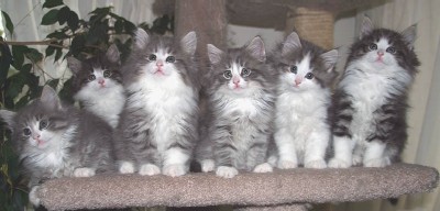 bela gatinhos gato norueguês da floresta