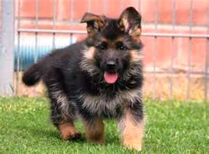 Pastor Alemão do Criador