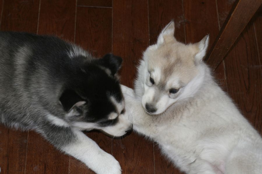 Raça pura Masculino e Feminino Huskies siberianos filhotes