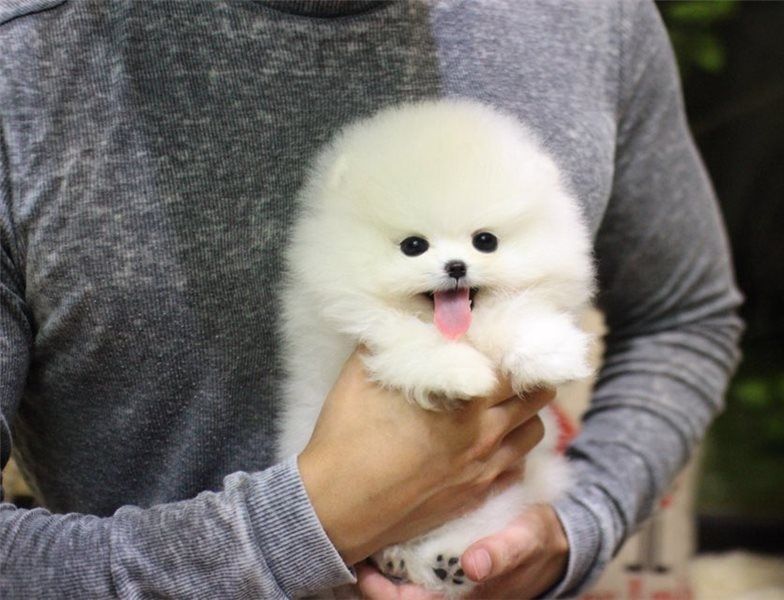 Filhotes de Pomerânia