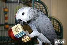 congo papagaio cinzento africano