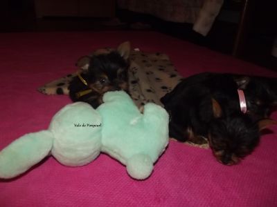 Yorkshire Terrier com LOP e Afixo 