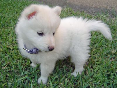 Filhotes Samoyed para adoção