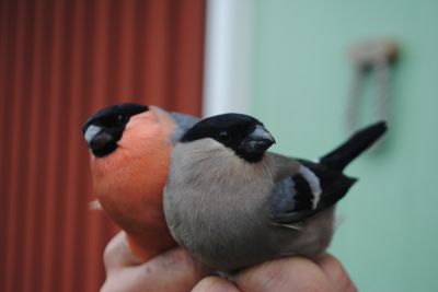 Pintassilgos, pintarroxos reais, e outras aves de fauna europeia registada ICN-B