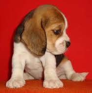 Filhotes Beagle para re-homing