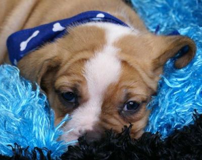 bem treinados Inglês bulldog filhotes para adoção