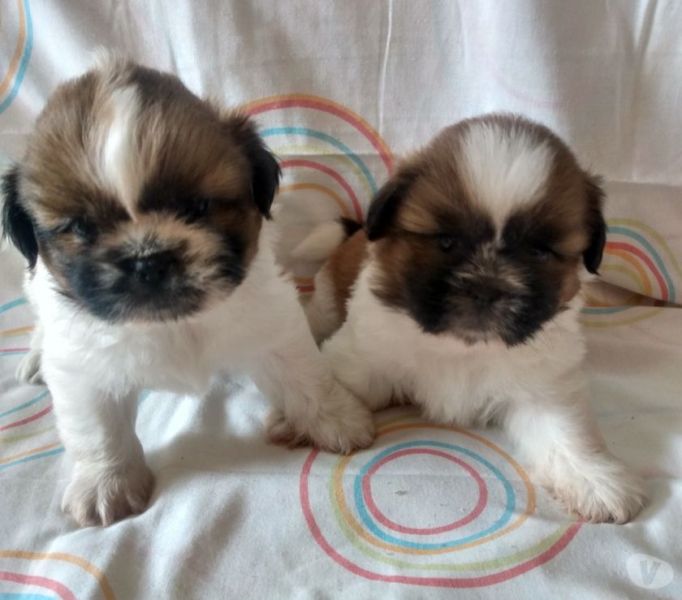 Lindos Shitzu Machos