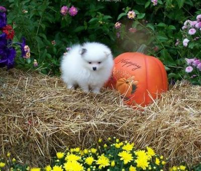 Pomeranian cachorros para adopção