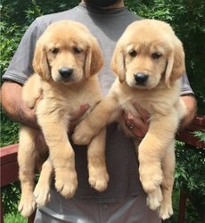 Adoráveis filhotes de Golden Retriever disponíveis